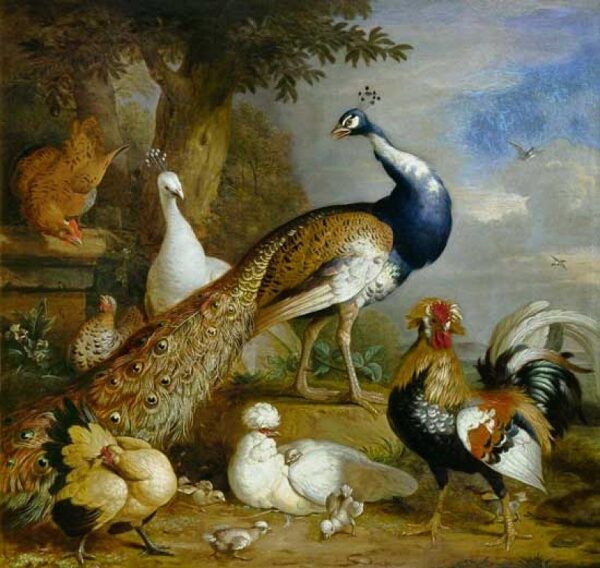 Pfau, Pfau und Geflügel in einer Landschaft – Tobias Stranover Tobias Stranover 2024-12-30