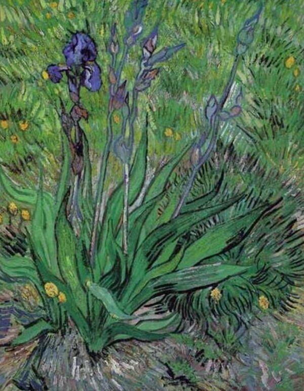 Die Iris II – Van Gogh Vincent Van Gogh 2024-11-20