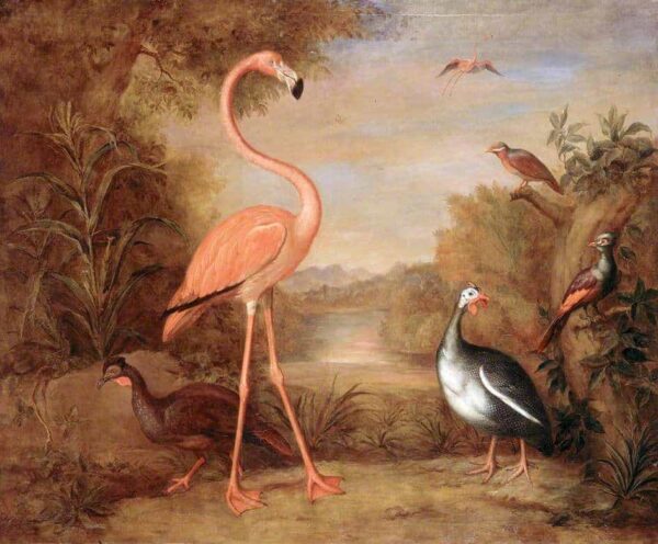 Verschiedene Arten von Vögeln (mit einem Flamingo) – Tobias Stranover Tobias Stranover 2024-12-30