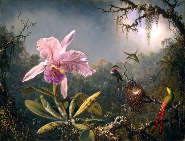 Cattleya Orchidee und drei Kolibris – Martin Johnson Heade Martin Johnson Heade 2024-11-21