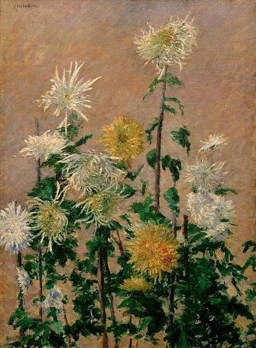 Weißer und gelber Chrysanthemen – Caillebotte Gustave Caillebotte 2024-11-21