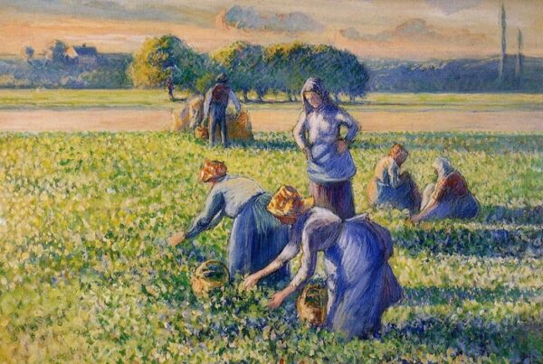 Die Ernte der Erbsen – Camille Pissarro Camille Pissarro 2024-11-21