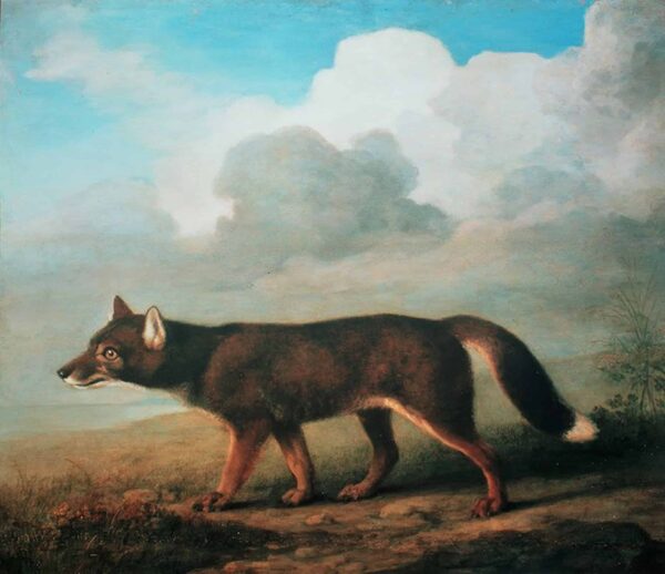 Porträt eines großen Hundes aus Neuholland (Dingo) – George Stubbs George Stubbs 2024-11-21