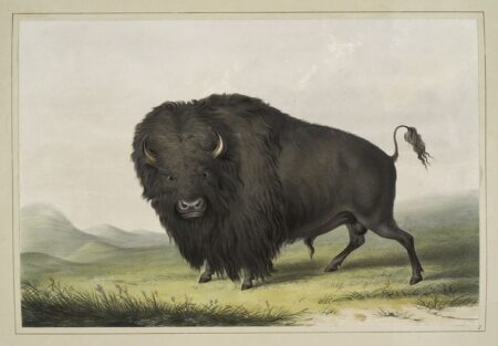 Buffalo Bulle Weidet – George Catlin George Catlin 2024-12-30