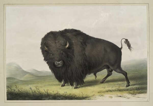 Buffalo Bulle Weidet – George Catlin George Catlin 2024-12-21