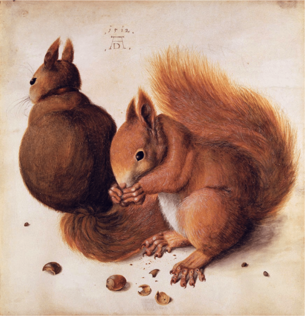 Eichhörnchen – Albrecht Dürer Albrecht Dürer 2024-11-21