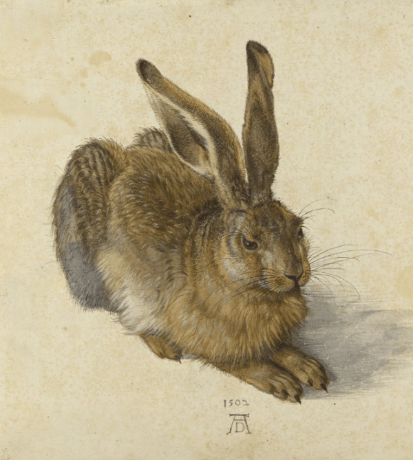 Der Hase – Albrecht Dürer Albrecht Dürer 2024-11-21