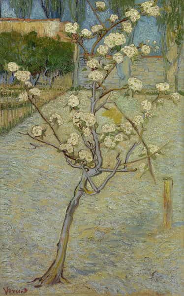 Kleiner blühender Birnbaum – Van Gogh Vincent Van Gogh 2024-11-20